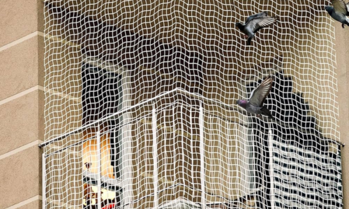 Bird Netting Services