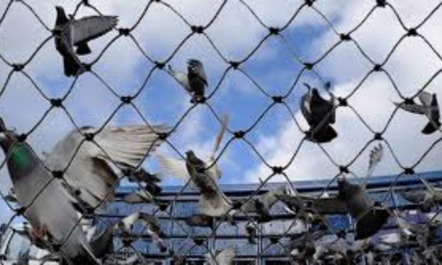 Pigeon Protection Nets