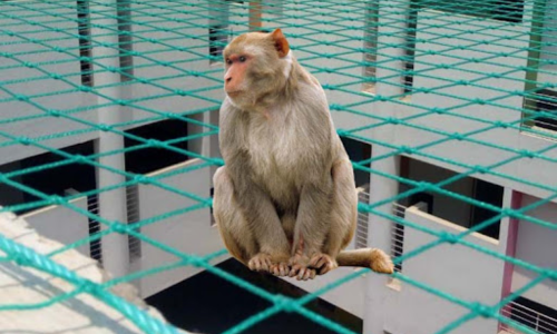 Monkey Safety Nets